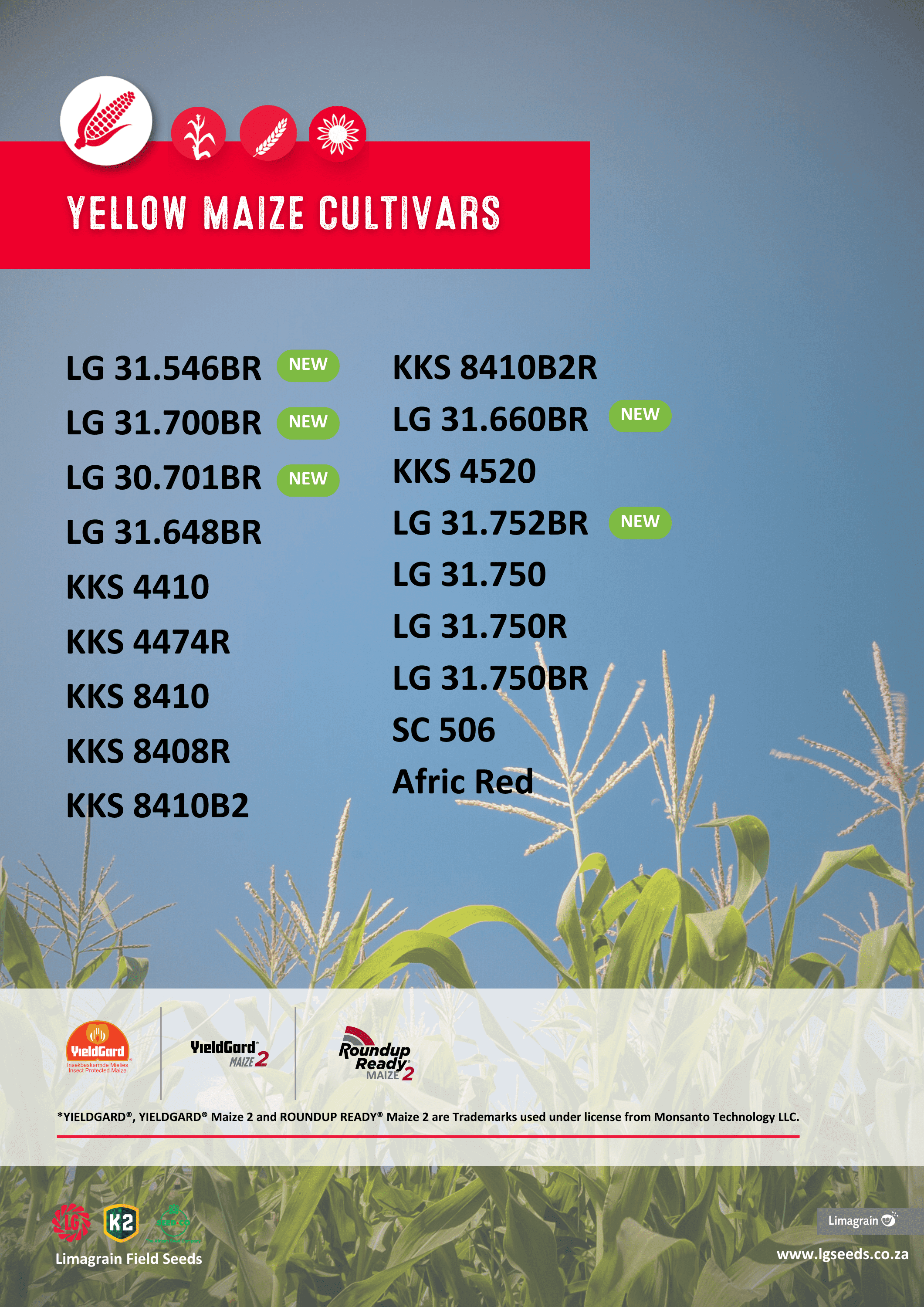 yellow Maize